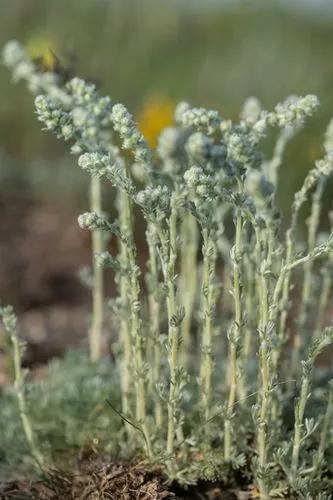 Artemisia Caucasia