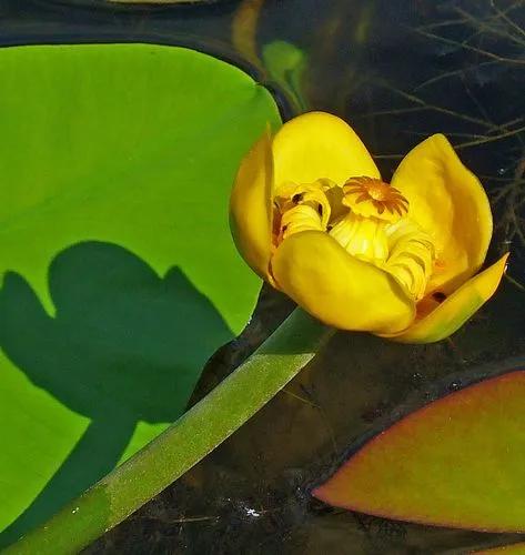 Yellow-water-lily