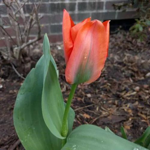 Orange Brilliant Fosteriana Tulip