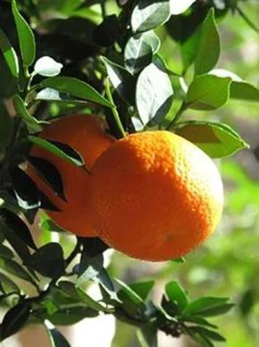 Asian Citrus Psylid