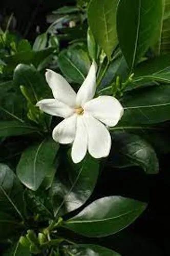 Gardenia Taitensis