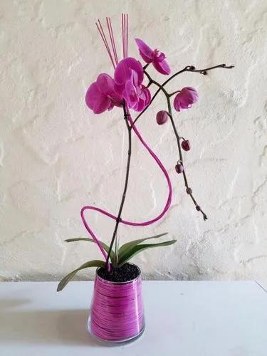 Petite Orchid