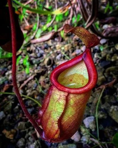 Nepenthes Vogelii X Ventricosa