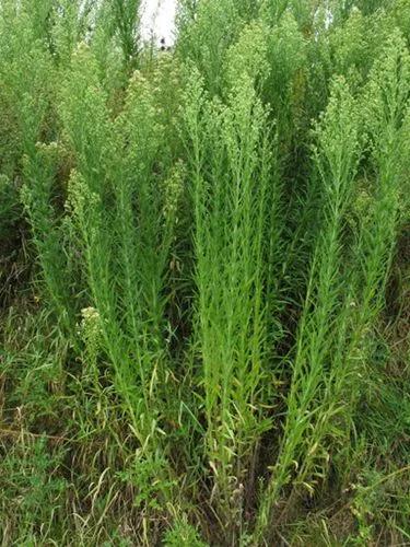 Horseweed