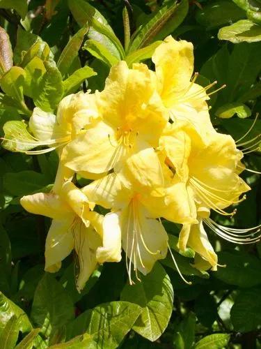 Rhododendron 'anneke'