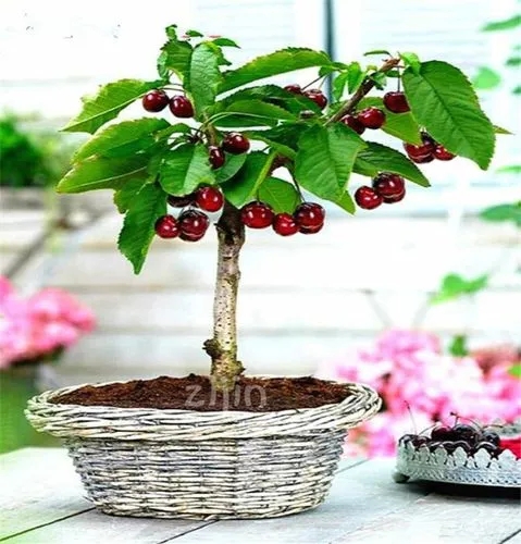 Bonsai Cherry Tree