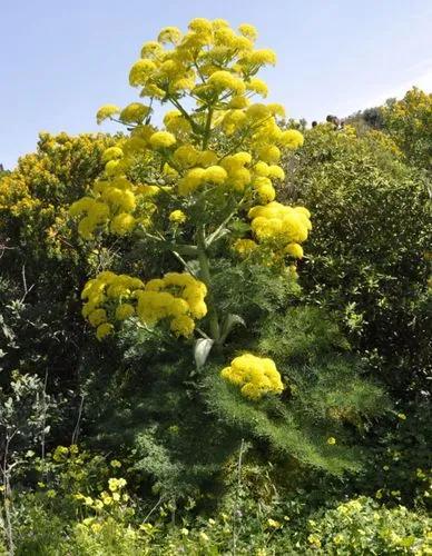 Giant Fennel