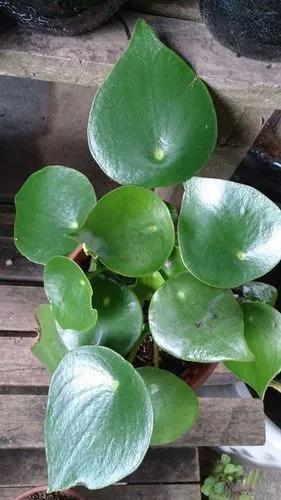 Coin-Leaf Peperomia 