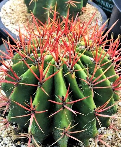 Mexican Fire Barrel Cactus
