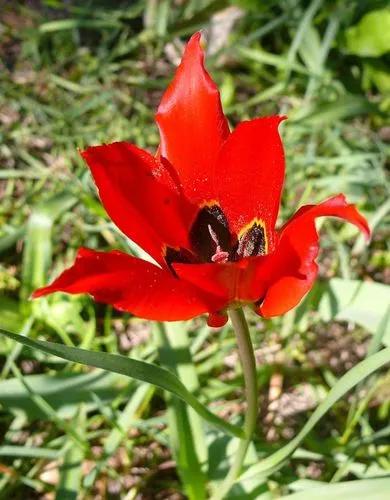 Tulipa Agenensis