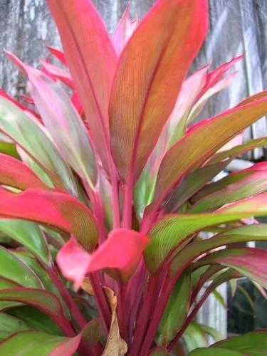 Narrow-leaf Palm-lily