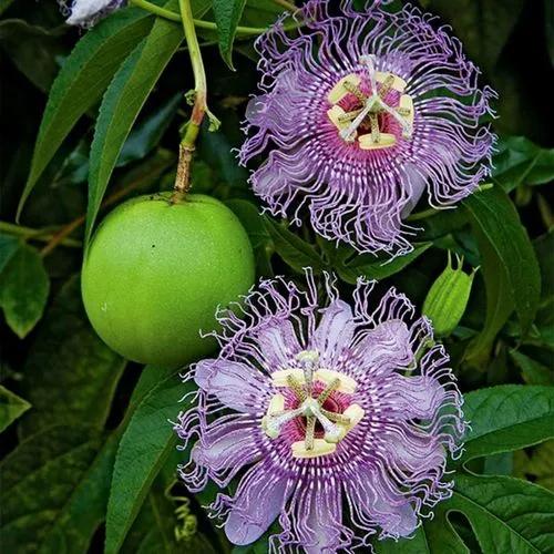 Maypop Purple Passion Flower
