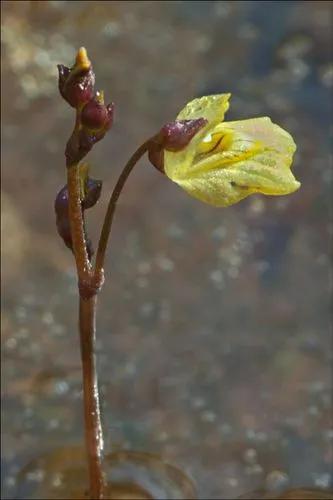Utricularia Minor
