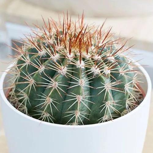 Turk's cap cactus