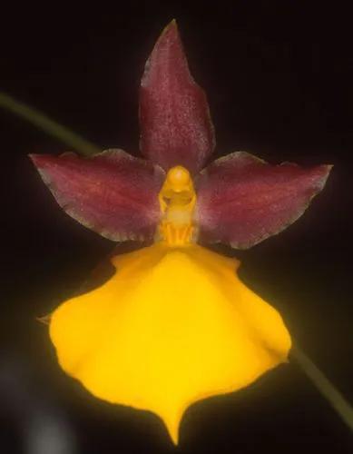 The Fractiflex Dendrobium