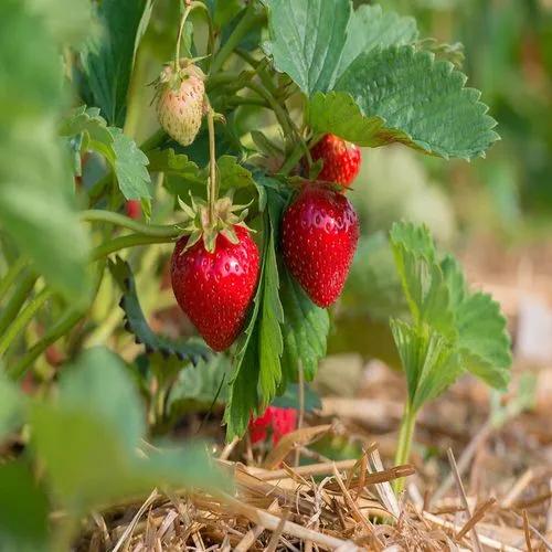 Strawberry Quinault