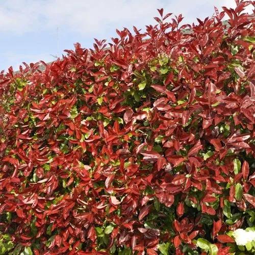 Red Top Hedge