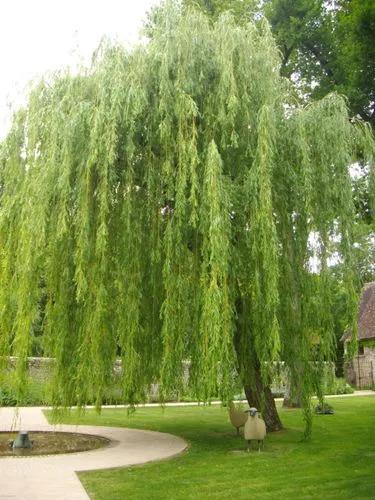 Babylon Weeping Willow