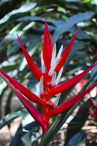 Red Christmas Heliconia