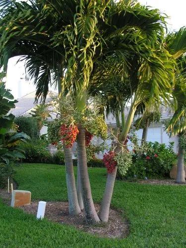 Christmas Palm Tree