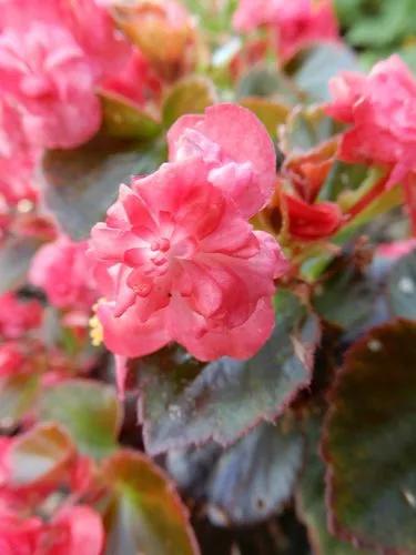 Clubbed Begonia