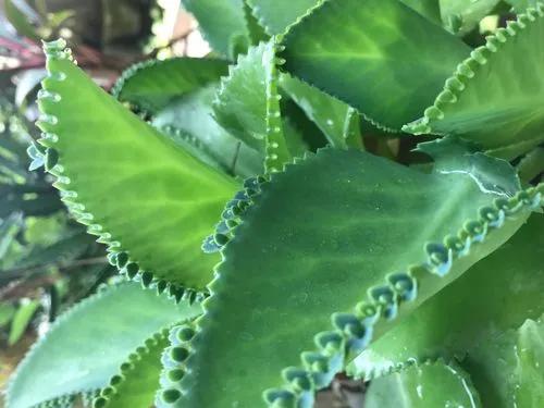 Kalanchoe Laetivirens