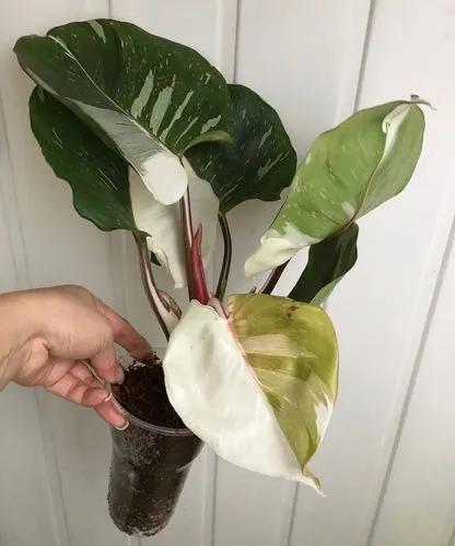 White Knight Philodendron