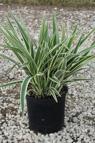 Variegated Flax Lily
