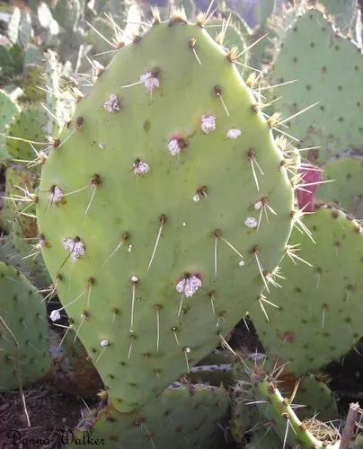 Cochineal prickly-pear