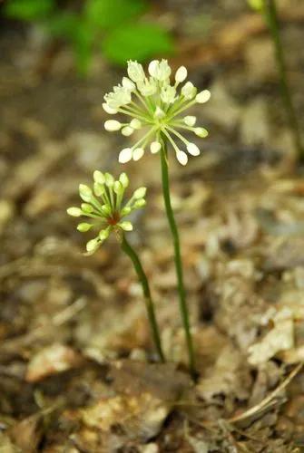 Allium Tricoccum