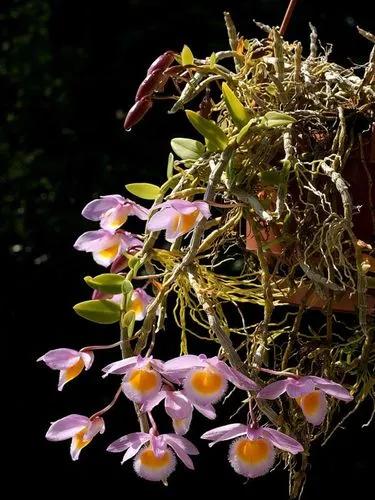 Dendrobium Unicarinatum