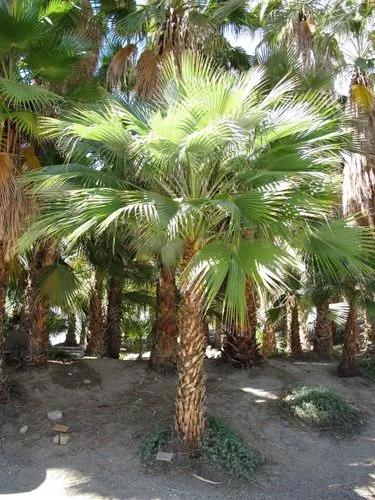 San José Hesper Palm