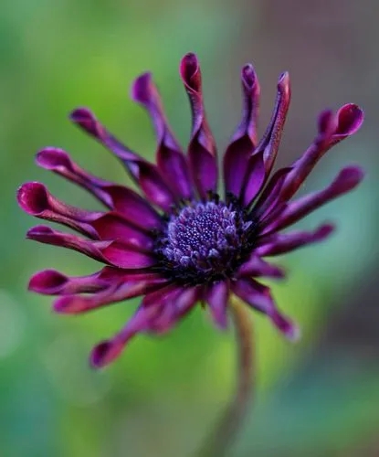Spider Purple African Daisy
