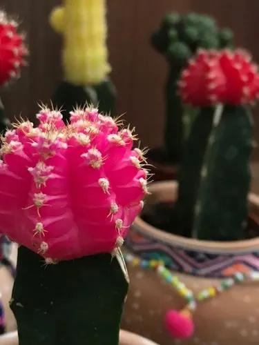 Ruby ball cactus