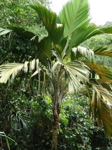 Borsig Palm