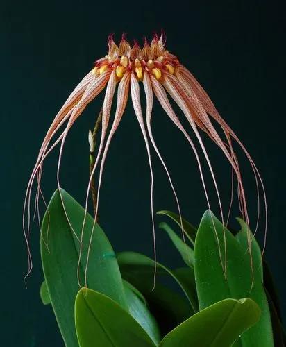 Bulbophyllum Aphanopetalum