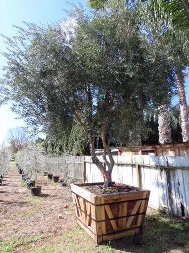 Fruitless Olive Tree