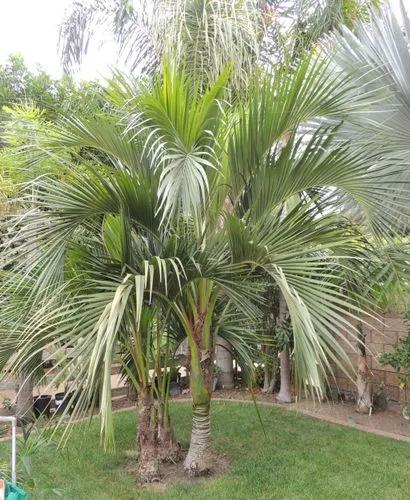 Sentry Palm Plant