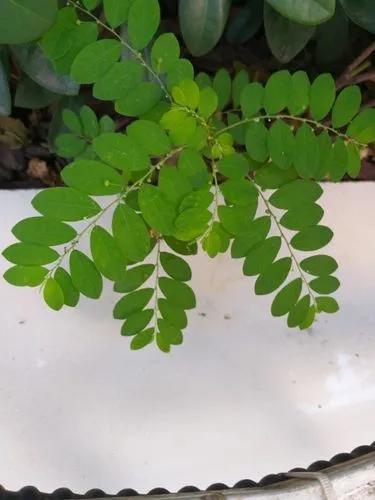 Long-stalked Phyllanthus