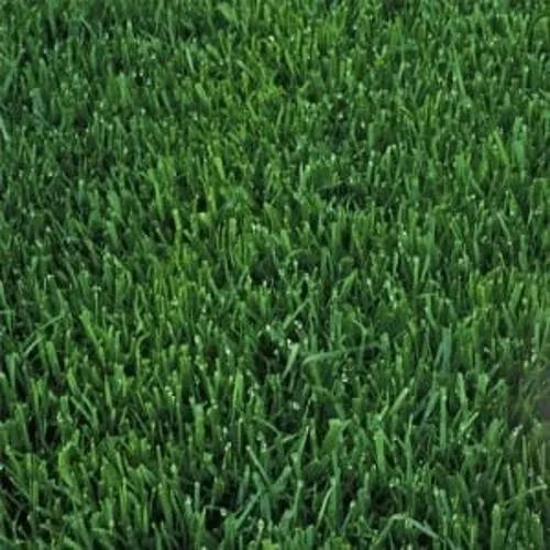 Tifgreen Grass