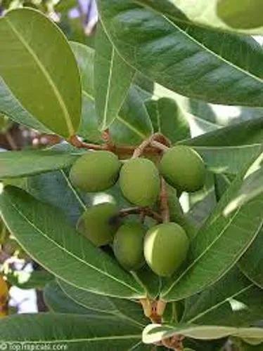 Madagascar Olive