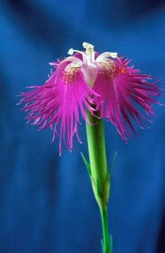 Dianthus Hyssopifolius