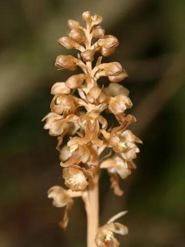 Bird's-nest Orchid