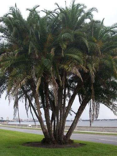 Senegal Date Palm