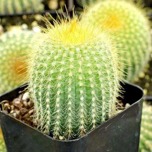 Golden-Spined Cactus