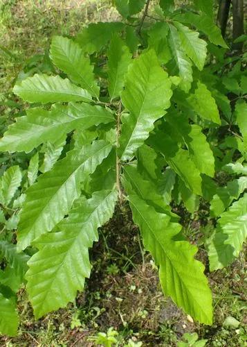 Chestnut-leaf oak