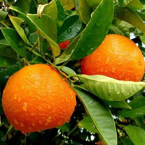 Orange Valencia