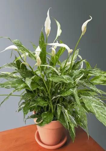 Spathiphyllum Hybrid