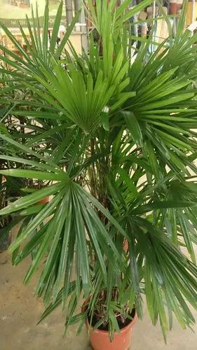 Broadleaf Lady Palm