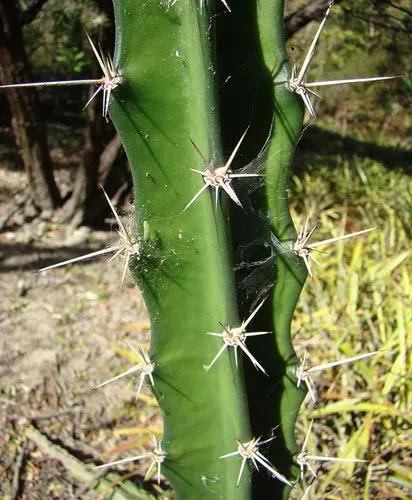 Barbed-wire cactus
